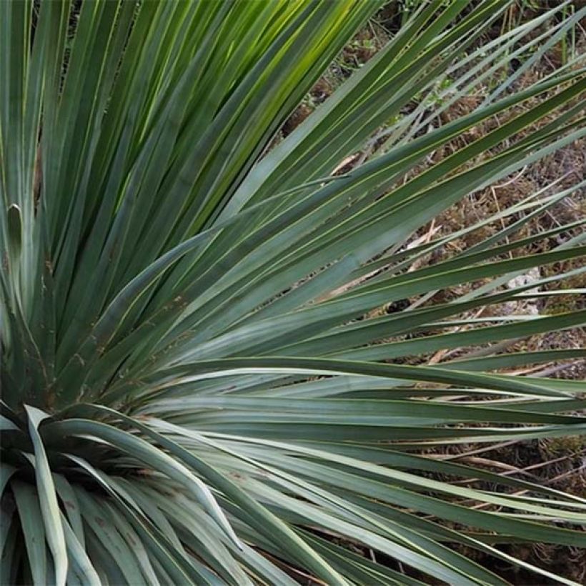 Jukka - Yucca whipplei (Lehvistö)
