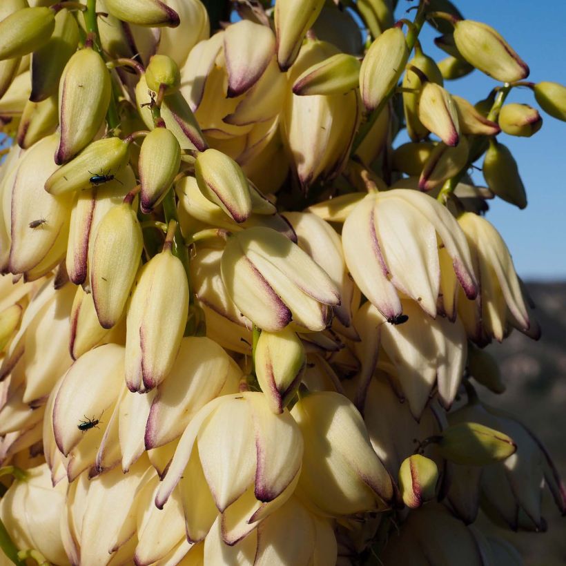 Jukka - Yucca whipplei (Kukinta)