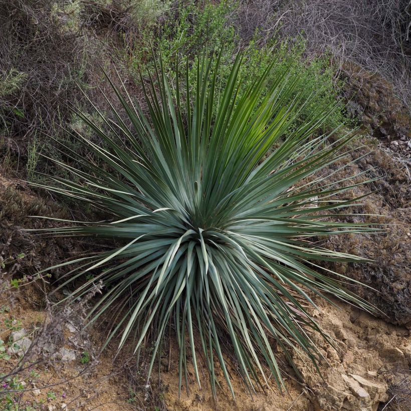 Jukka - Yucca whipplei (Kasvutapa)