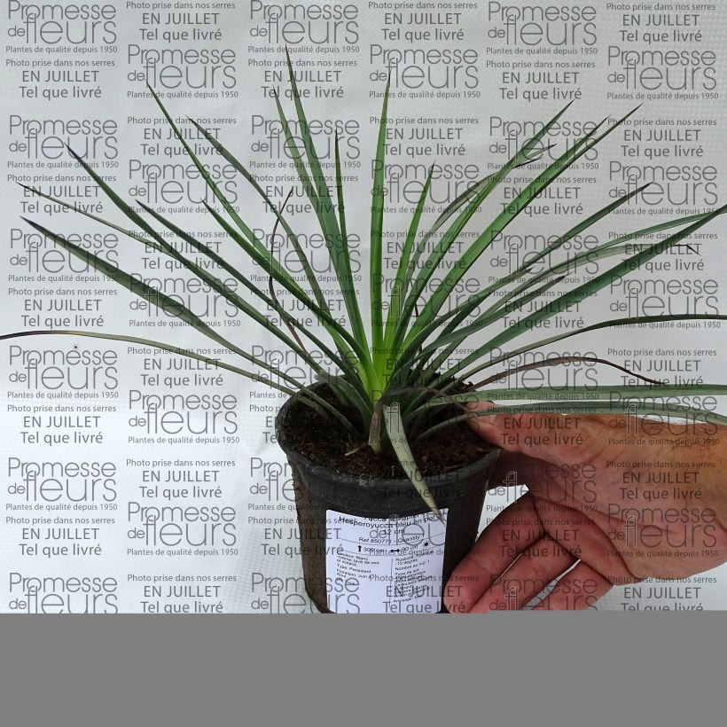 Esimerkki kesällä toimitetusta Yucca whipplei 12 cm / 13 cm ruukku-taimesta