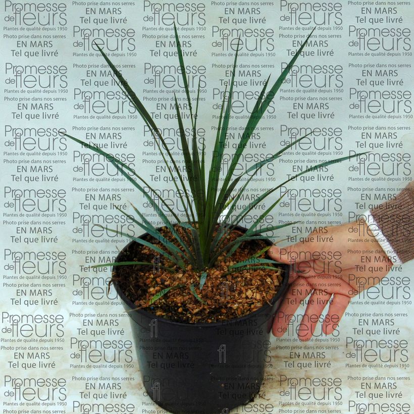 Esimerkki toimitetusta Yucca whipplei 7,5 litran / 10 litran ruukku-taimesta