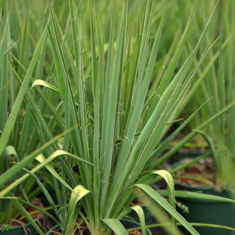Hapsijukka - Yucca filamentosa (Lehvistö)