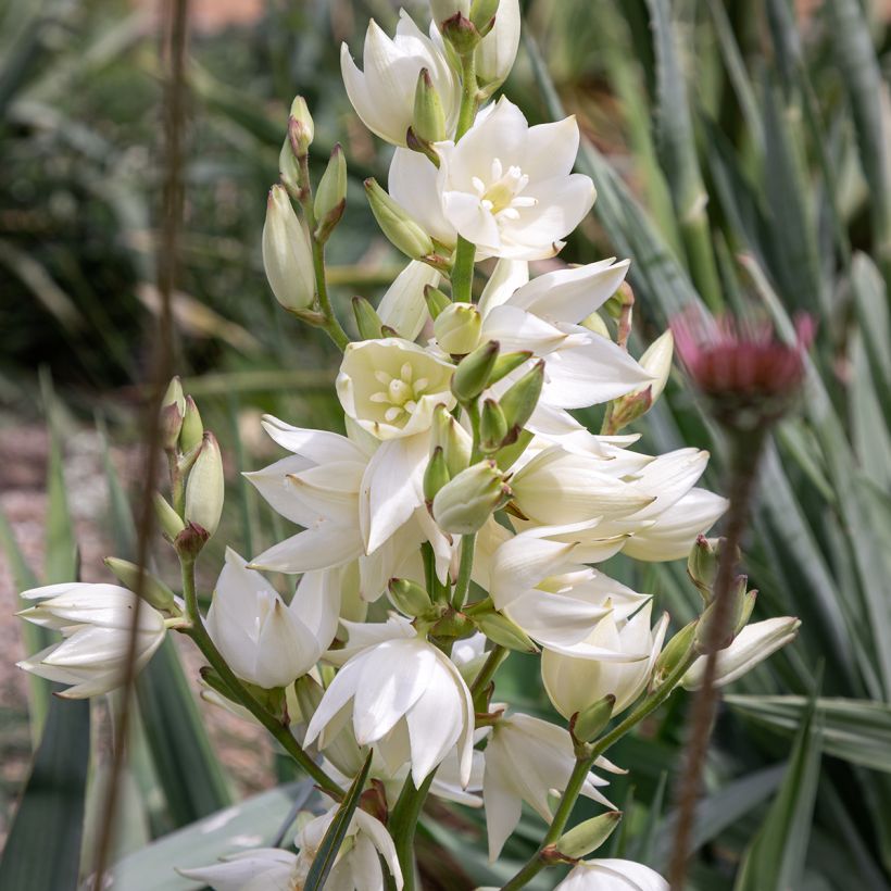 Hapsijukka - Yucca filamentosa (Kukinta)