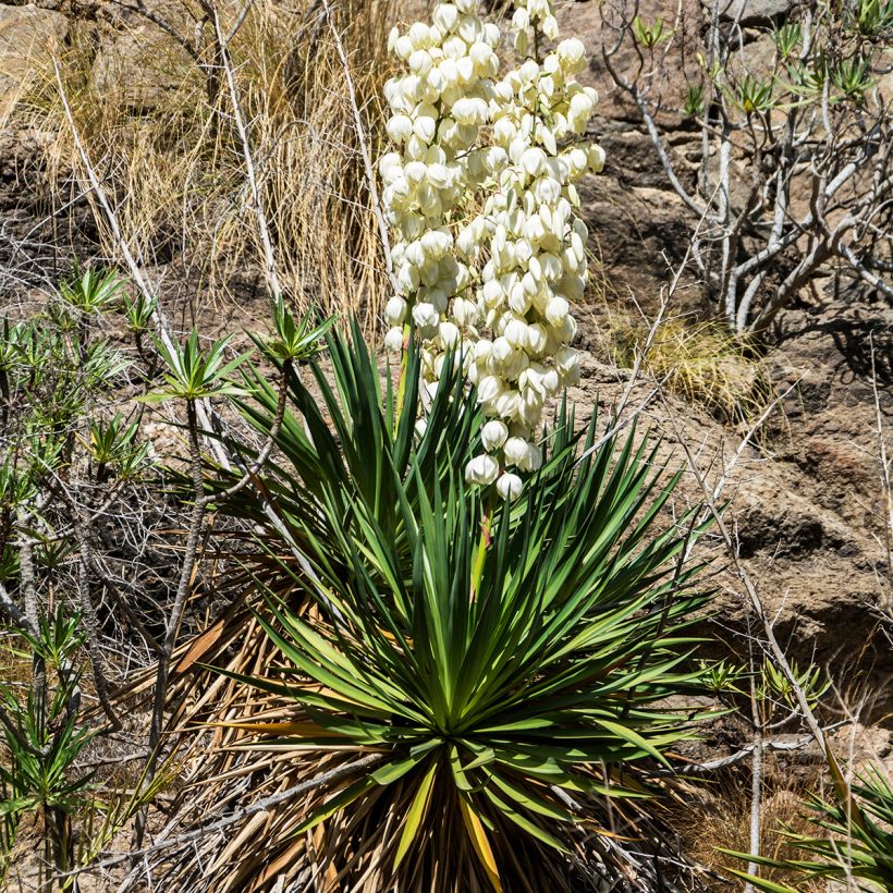 Hapsijukka - Yucca filamentosa (Kasvutapa)