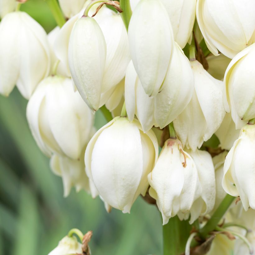 Kynttiläjukka - Yucca gloriosa (Kukinta)