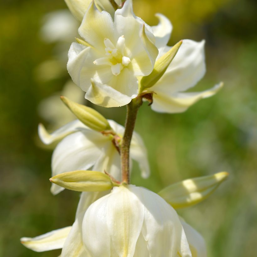 Kynttiläjukka Variegata (Kukinta)