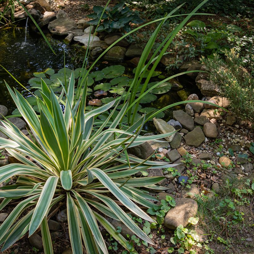 Kynttiläjukka Variegata (Kasvutapa)