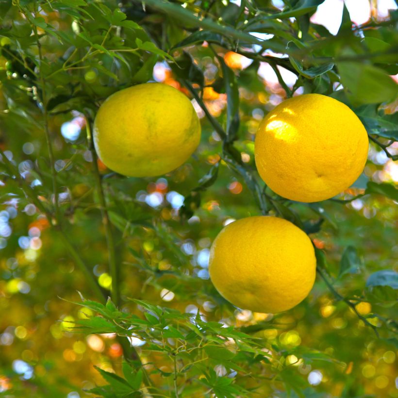 Yuzu-sitruuna - Citrus junos (Sadonkorjuu)