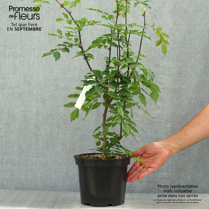 Esimerkki syksyllä toimitetusta Zanthoxylum americanum - Poivrier américain Pot de 4L/5L-taimesta