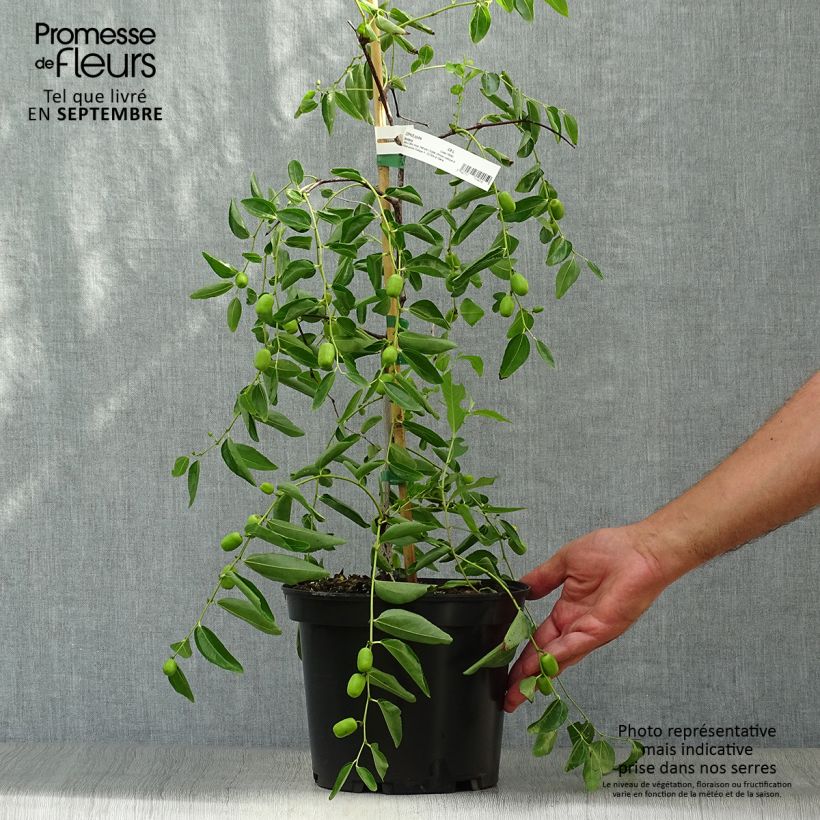Esimerkki syksyllä toimitetusta Ziziphus jujuba Abundance - Jujubier Pot de 3L/4L-taimesta