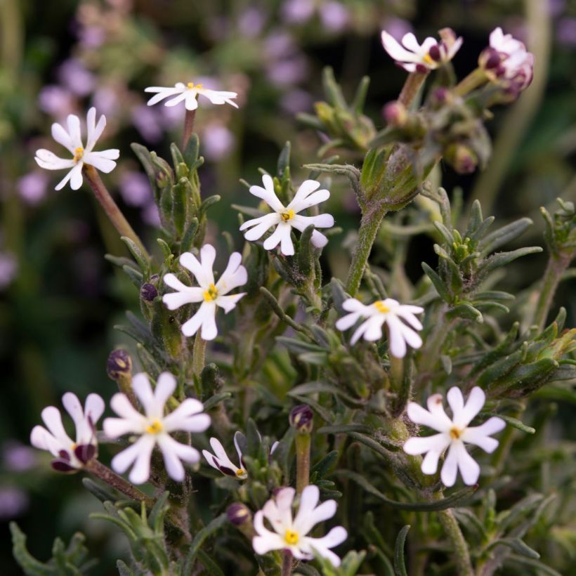 Zaluzianskya capensis (siemenet) (Kukinta)