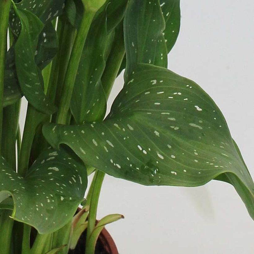 Keltahuonevehka Captain Fuego (Foliage)