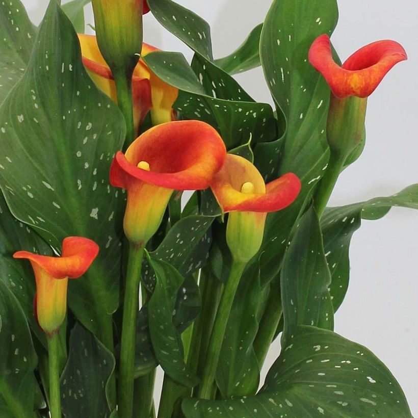Keltahuonevehka Captain Fuego (Flowering)