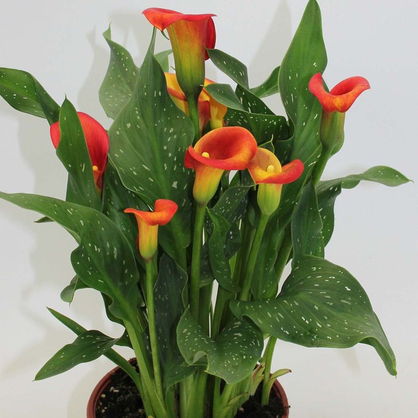 Keltahuonevehka Captain Fuego (Plant habit)