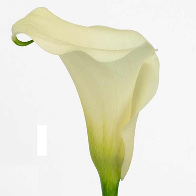 Keltahuonevehka Captain Marbella (Flowering)