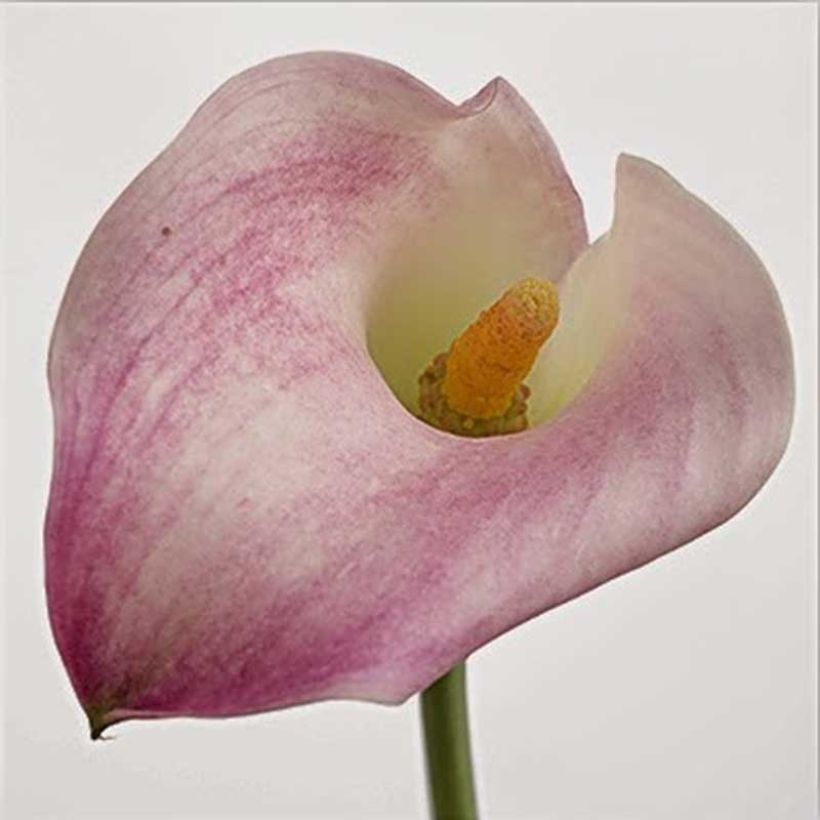 Keltahuonevehka Captain Marrero (Flowering)