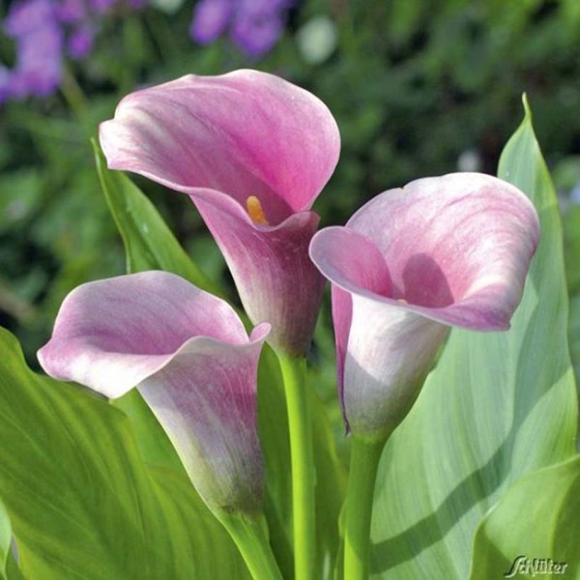 Keltahuonevehka Captain Melrose (Flowering)