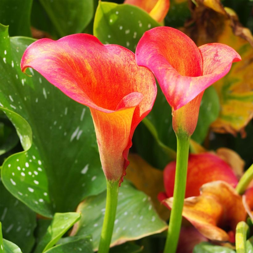Keltahuonevehka Captain Trinity (Flowering)