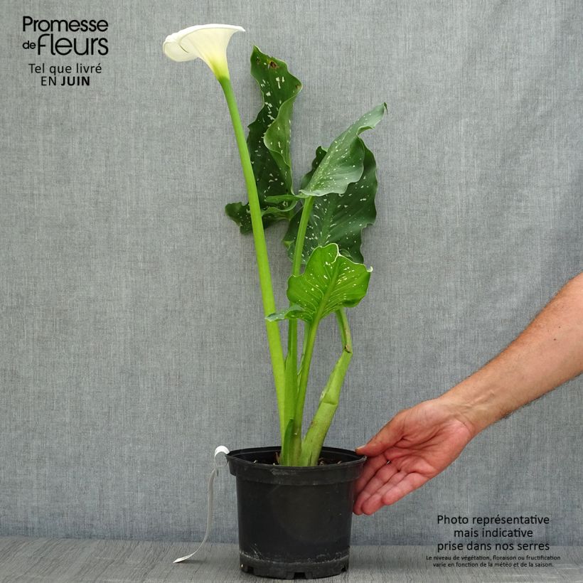 Esimerkki kesällä toimitetusta Valkohuonevehka Himalaya Pot de 2L/3L-taimesta