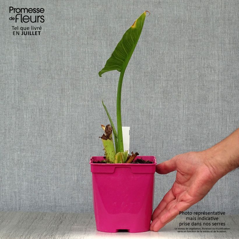 Esimerkki kesällä toimitetusta Valkohuonevehka Pink Flamingo Pot de 2L/3L-taimesta