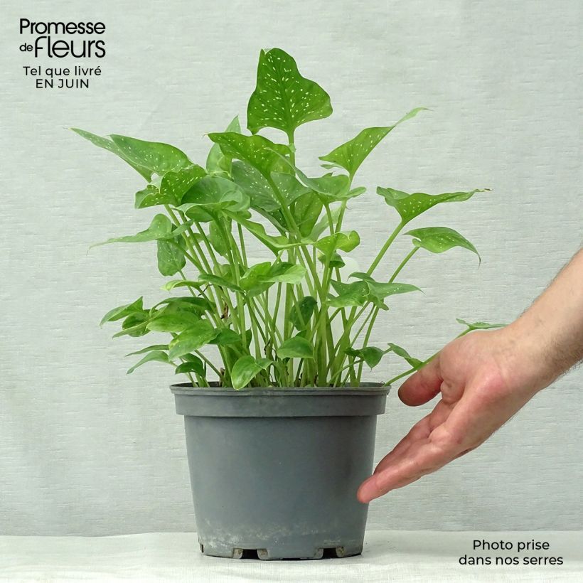 Esimerkki kesällä toimitetusta Valkohuonevehka Prince Amaël Pot de 2L/3L-taimesta