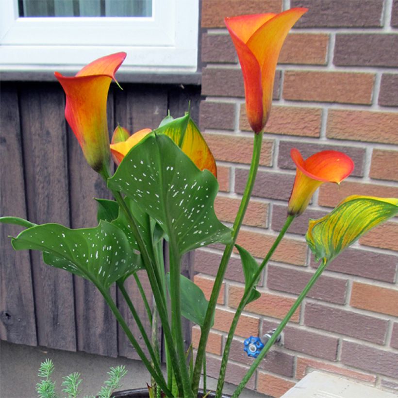 Keltahuonevehka Flame (Plant habit)