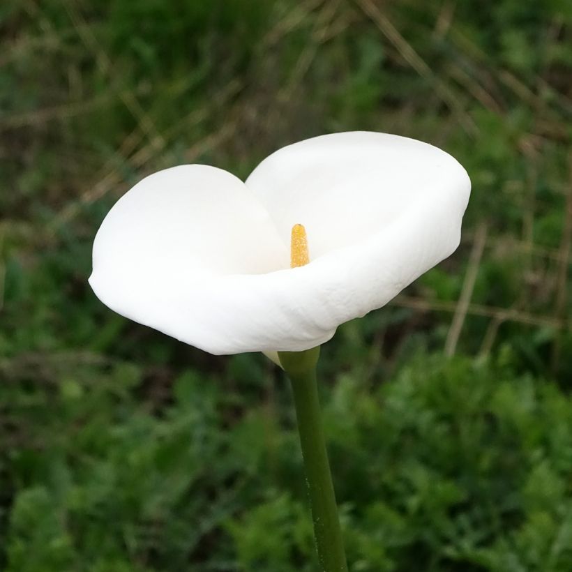 Valkohuonevehka Himalaya (Kukinta)