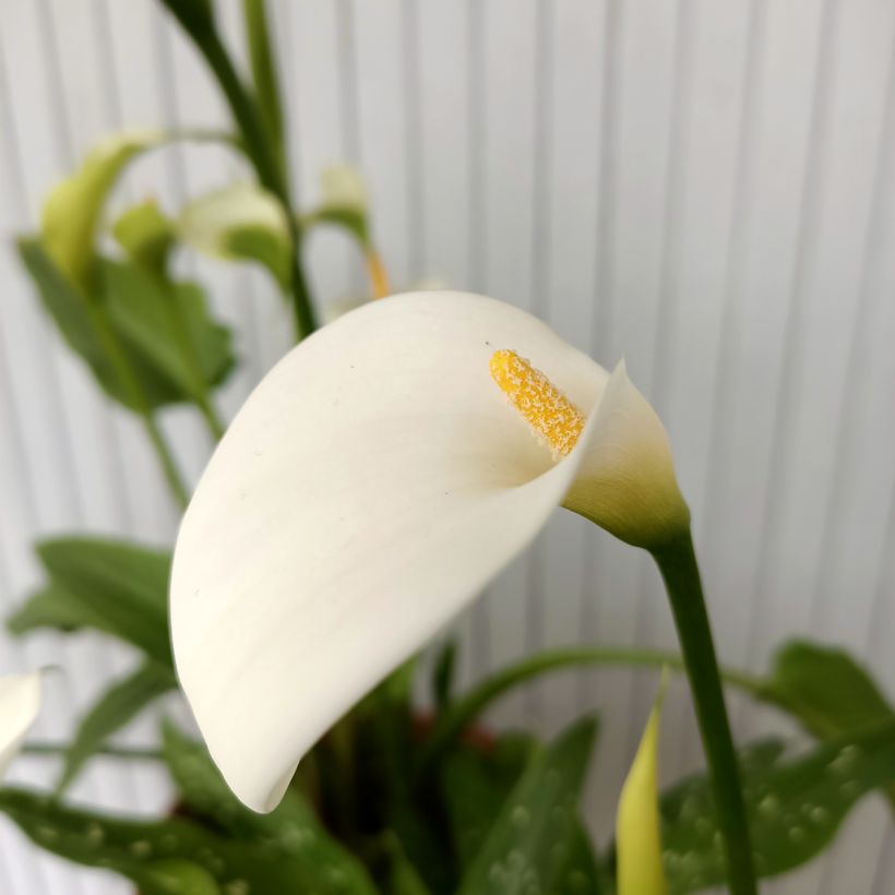 Valkohuonevehka Scented Lady (Kukinta)