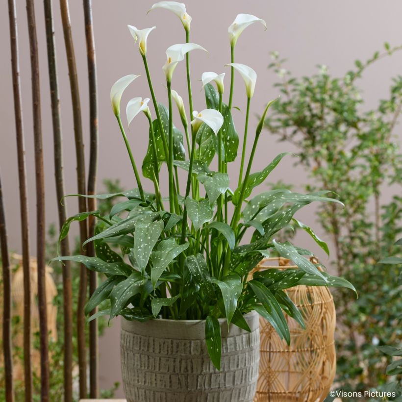 Valkohuonevehka Scented Lady (Kasvutapa)