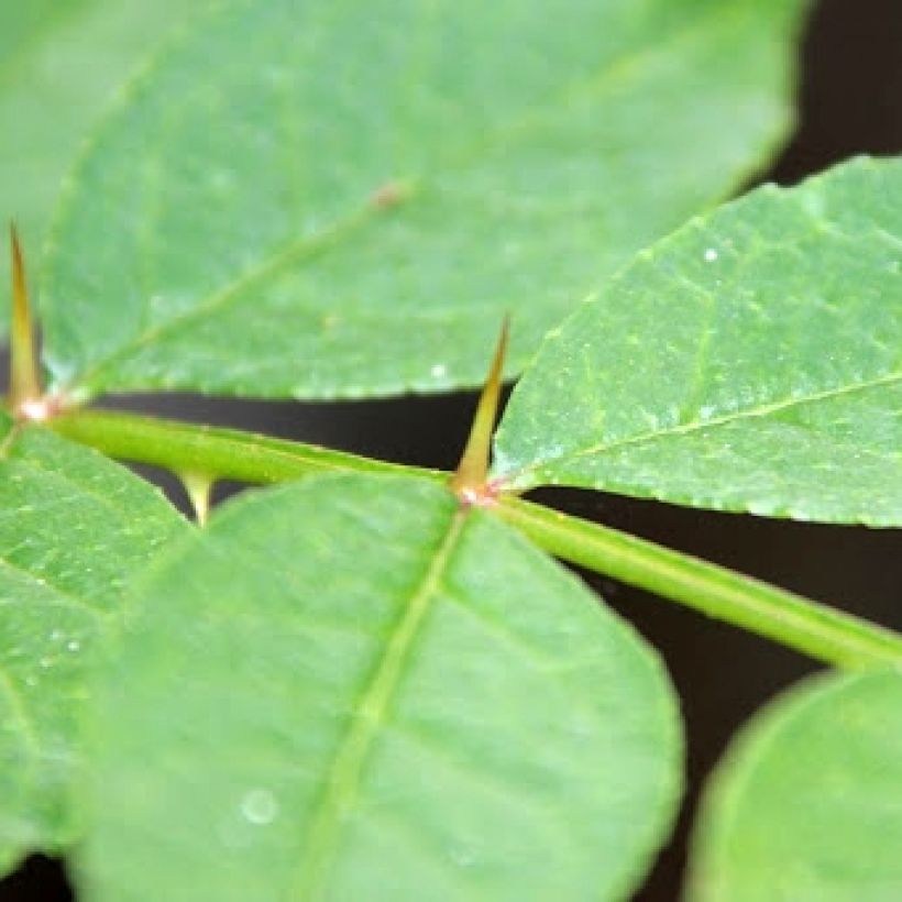 Limopuu - Zanthoxylum coreanum (Lehvistö)