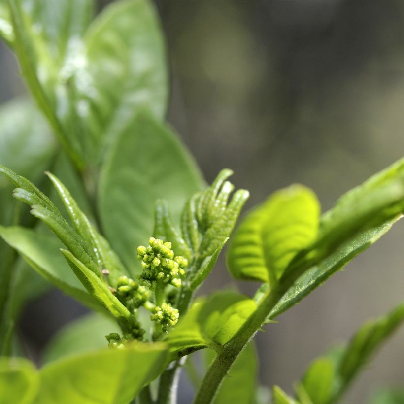 Limopuu - Zanthoxylum coreanum (Kukinta)