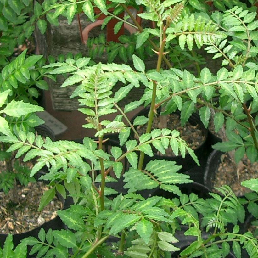 Pippurilimopuu - Zanthoxylum piperitum (Lehvistö)