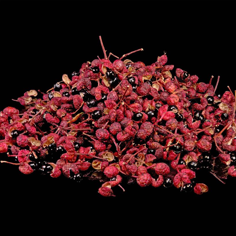 Pippurilimopuu - Zanthoxylum piperitum (Sadonkorjuu)