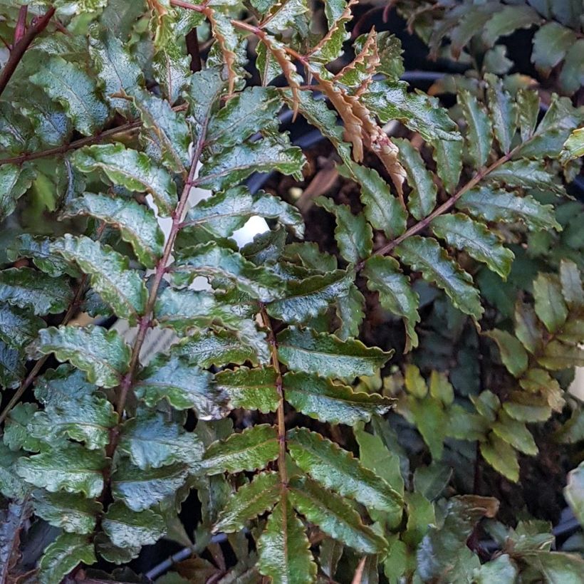 Pippurilimopuu Black Magic (Purple Leaves) (Lehvistö)