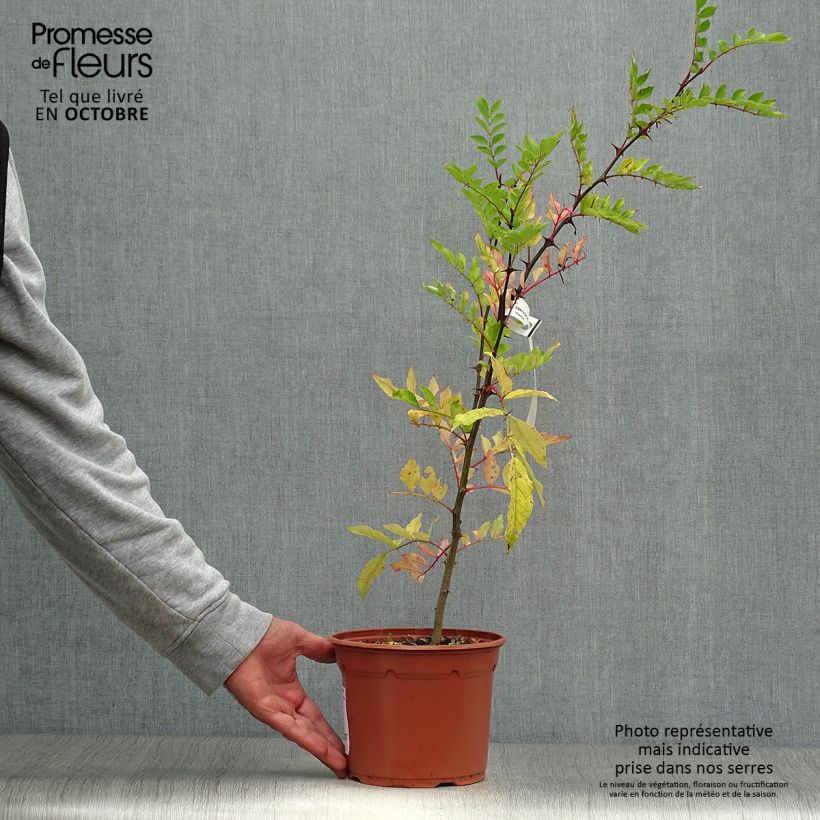 Esimerkki syksyllä toimitetusta Pippurilimopuu - Zanthoxylum piperitum 2 litran/3 litran ruukku-taimesta
