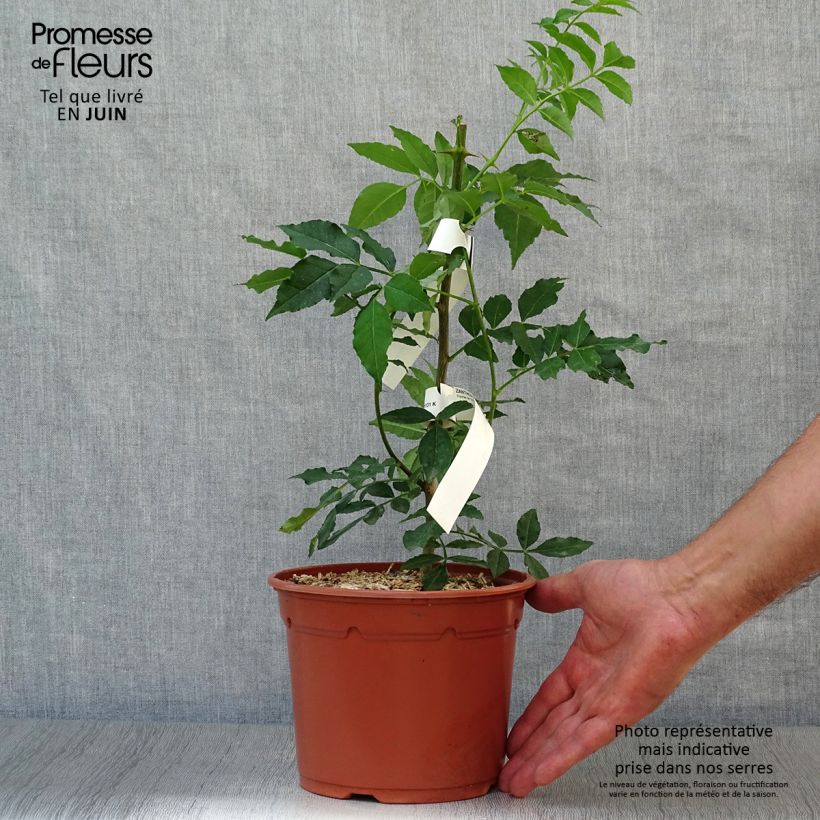 Esimerkki kesällä toimitetusta Pippurilimopuu - Zanthoxylum piperitum Pot de 2L/3L-taimesta