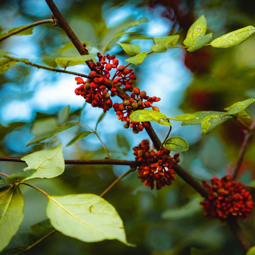 Amerikanlimopuu - Zanthoxylum americanum (Kukinta)