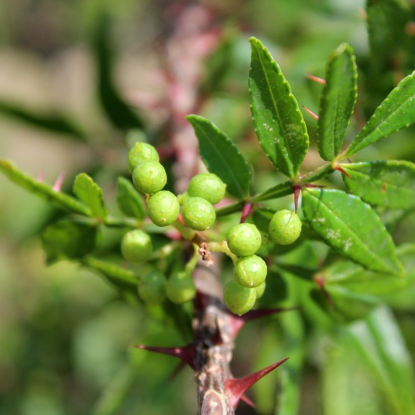 Limopuu - Zanthoxylum armatum (Lehvistö)