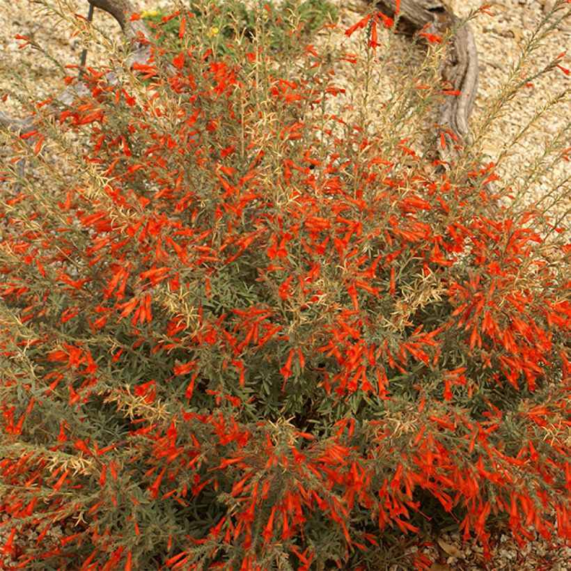 Zauschneria californica (Kukinta)