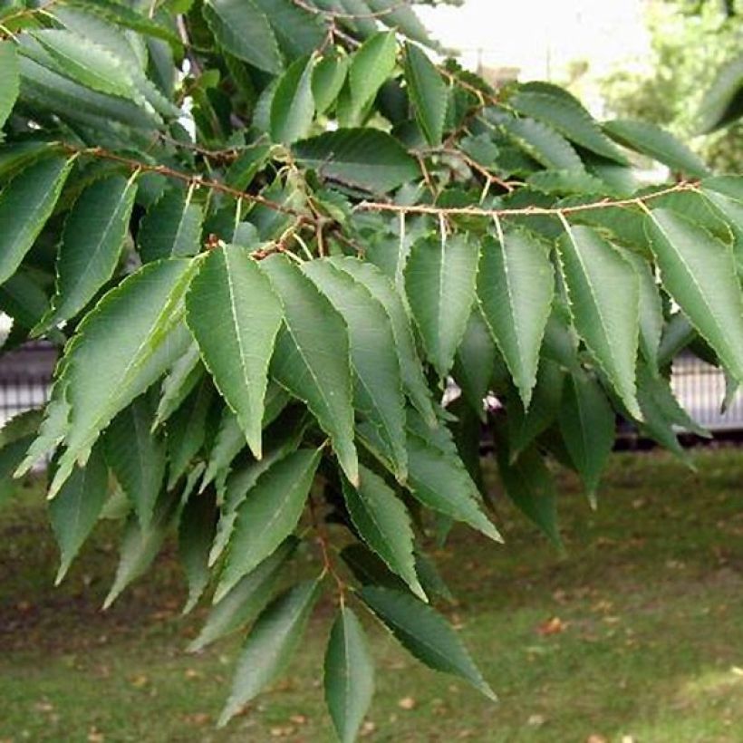 Idänselkova - Zelkova serrata (Lehvistö)