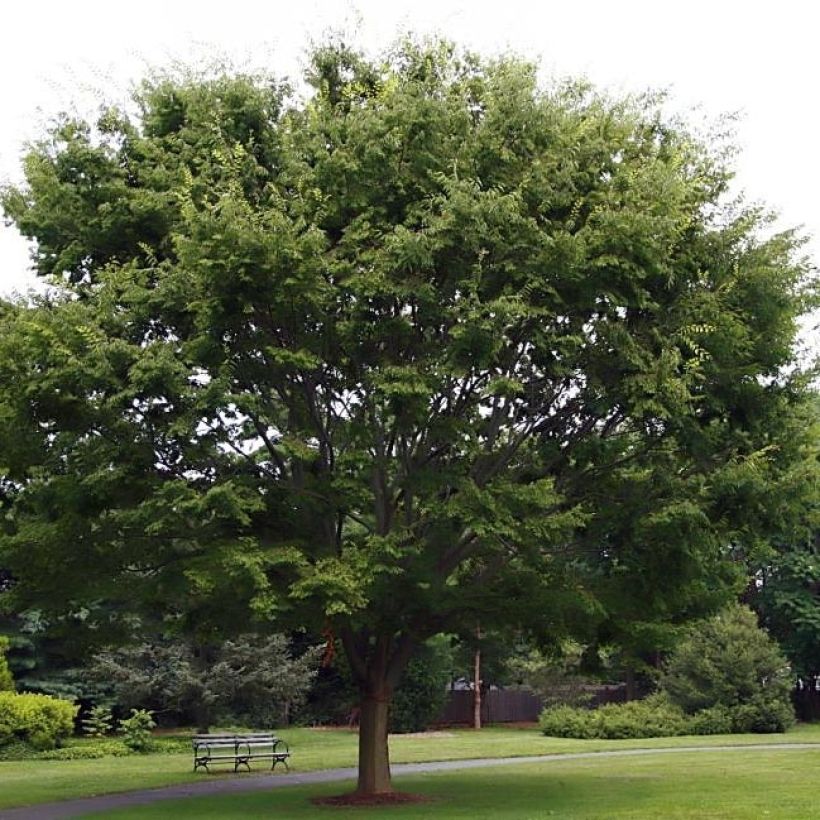 Idänselkova - Zelkova serrata (Kasvutapa)