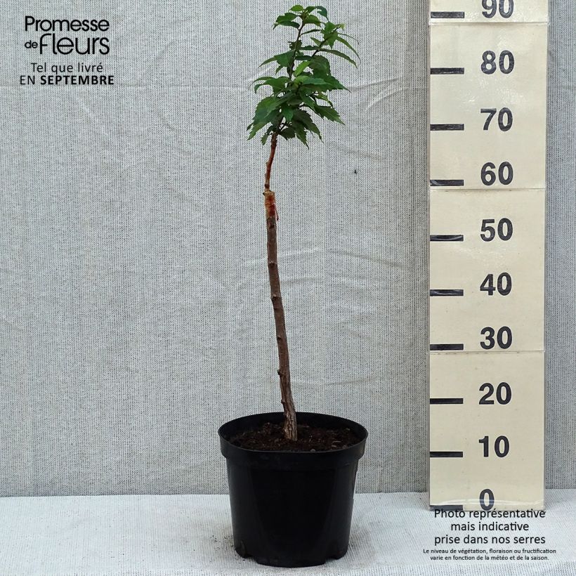 Esimerkki kesällä toimitetusta Idänselkova Goblin Pot de 4L/5L-taimesta