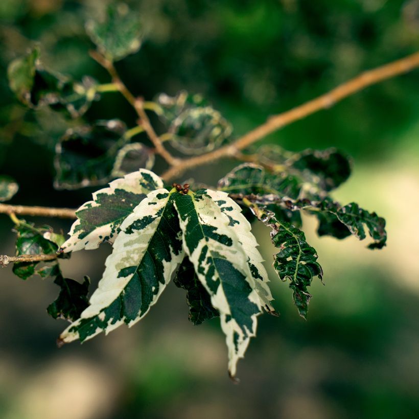 Idänselkova Variegata (Lehvistö)