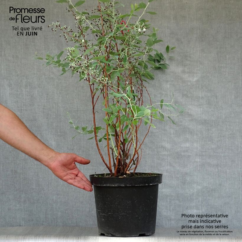 Esimerkki kesällä toimitetusta Zenobia pulverulenta Blue Sky Pot de 7,5L/10L-taimesta
