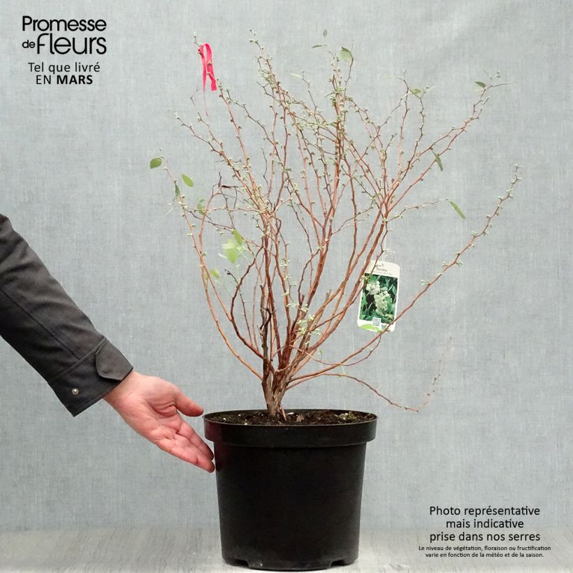 Example of Zenobia pulverulenta Blue Sky Pot de 7,5L/10L as you get in printemps