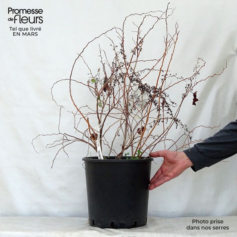 Example of Zenobia pulverulenta Blue Sky Pot de 12L/15L as you get in printemps
