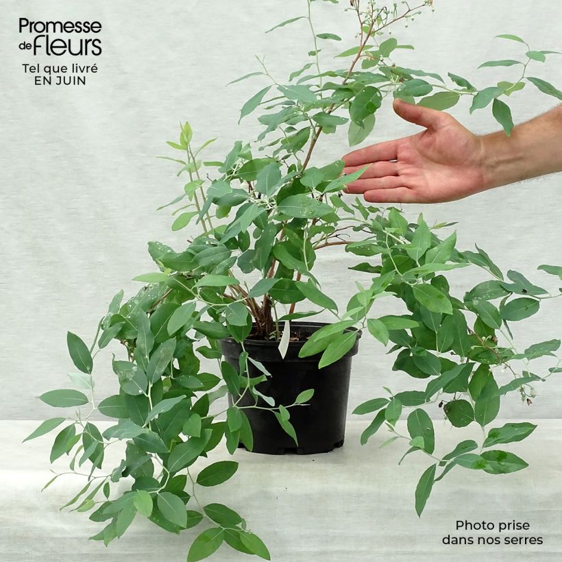 Esimerkki kesällä toimitetusta Zenobia pulverulenta Blue Sky Pot de 3L/4L-taimesta