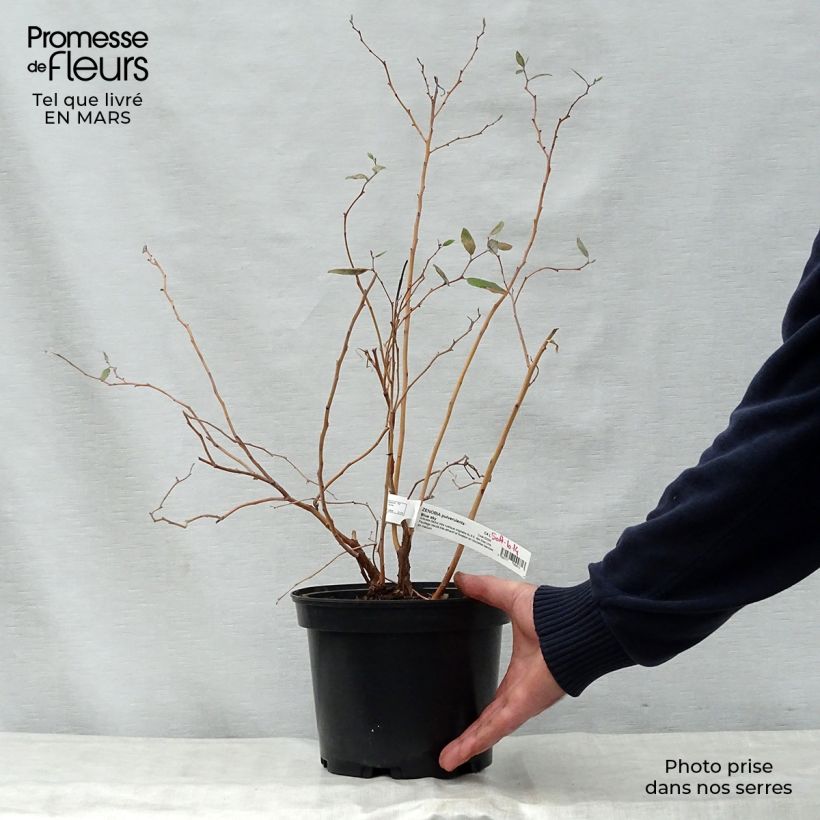 Example of Zenobia pulverulenta Blue Sky Pot de 3L/4L as you get in printemps