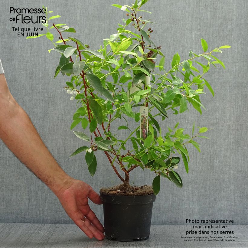 Esimerkki kesällä toimitetusta Zenobia pulverulenta Raspberry Ripple Pot de 2L/3L-taimesta