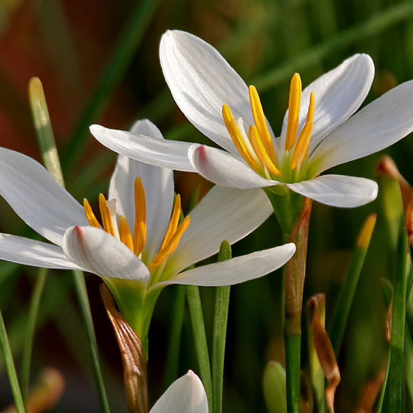 Valkoheinälilja - Zephyranthes candida (Kukinta)